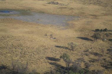 Afrika savalarının hava manzarası.
