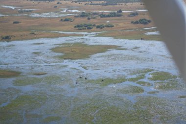Ormandaki gölün güzel manzarası