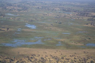 Ağaçlarla çevrili yeşil bir yerin yüksek açılı görüntüsü.