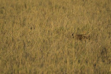 Çimlerde vahşi kırmızı geyik