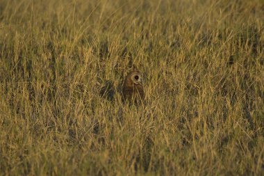 Vahşi kuş savanada