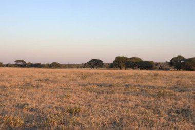 Ağacı ve çimleri olan güzel bir manzara.