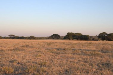 Arka planda ağaç olan güzel bir manzara.