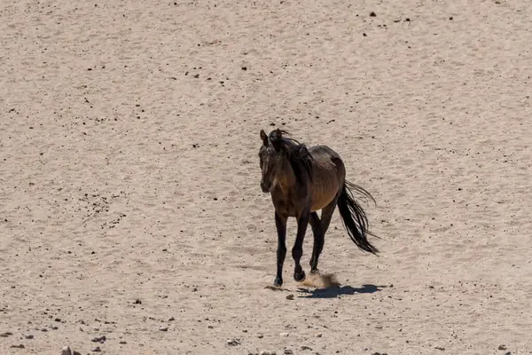 Amerika Birleşik Devletleri 'nde çöldeki at