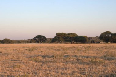 Kenya 'da günbatımında savana manzarası
