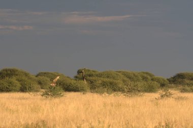 Vahşi kuşla güzel bir manzara, savanada vahşi yaşam