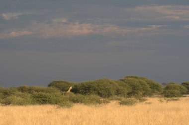 Savananın güzel manzarası, namibya.