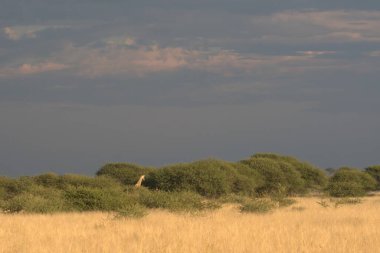 Güneşli bir günde beyaz çölün güzel manzarası.