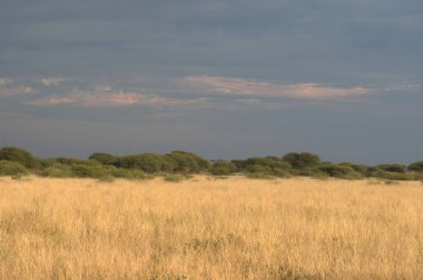 Akşamları bulutlu bir gökyüzünün altında çimen tarlası