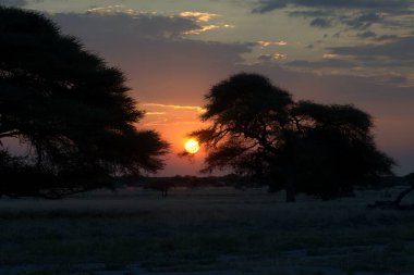 Çöldeki güzel bir ağaç görüntüsü.