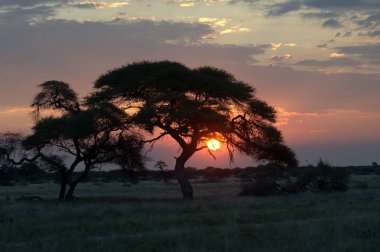 Gün batımında bir ağacın dikey görüntüsü. Arka planda güzel bir gökyüzü var.