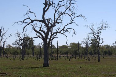 Ormandaki ağaç dalları