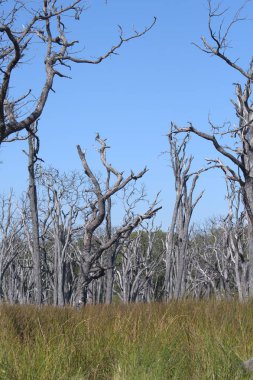 Baykal Gölü kıyısındaki büyük ağaçlar ve çalılar.