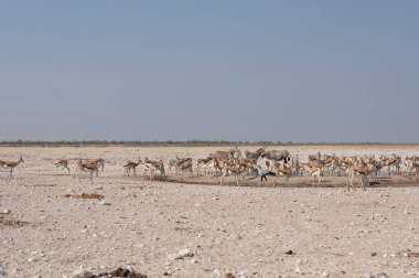 Çölde büyük bir beyaz ve siyah deve grubu var.