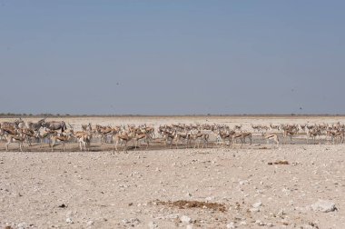 Çiftlikteki beyaz koyun sürüsü
