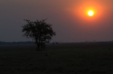 Ağaçların ve güneşin altında gün batımı