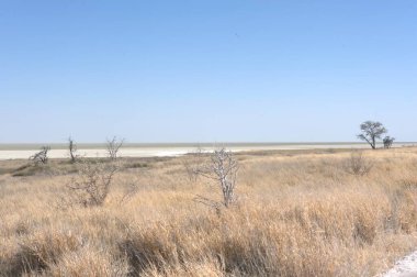 Tarladaki güzel bir ağaç görüntüsü.