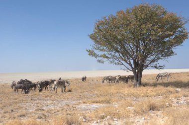 Namibya bozkırında bir keçi sürüsü