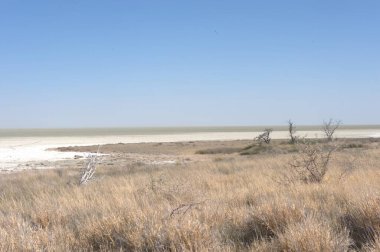 Utah Ulusal Parkı 'nda tuz ve tuz gölü