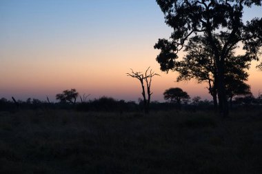 Kenya bozkırında gün batımı