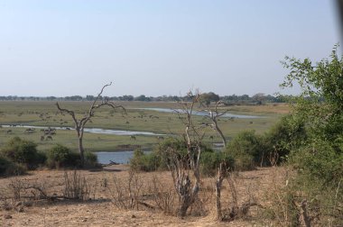 Kenya savanasındaki savananın nehri.