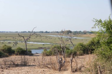 Nehir Afrika, Kenya savanasında