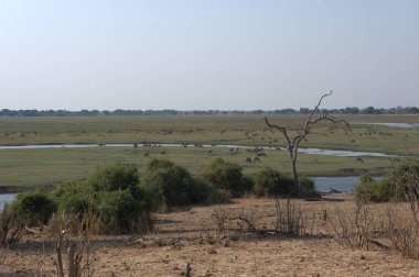 Güney Afrika 'daki Kruger Ulusal Parkı' nda Afrika manzarası.