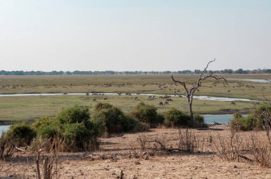 Nehir Kruger Ulusal Parkı, Güney Afrika