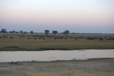 Savanadaki koyun sürüsü