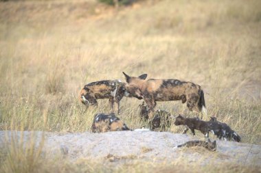 Afrikalı vahşi hayvanlar doğada