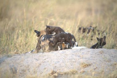 Bir grup genç köpek yerde.