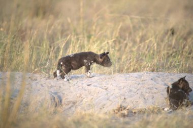 Ormandaki siyah beyaz köpek