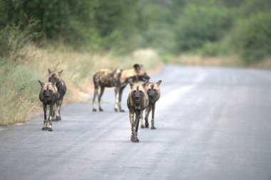 Ormandaki bir grup hayvan.