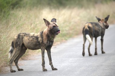 Ormanda siyah beyaz köpekler