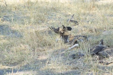 Kenya bozkırında vahşi köpekler