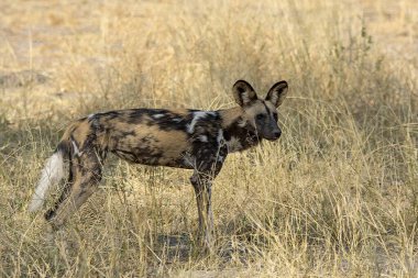 Afrika 'nın güneyindeki Kruger Park' ta vahşi bir köpek.