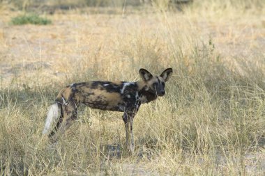 siyah - beyaz sırtlan (crocuta crocuta crocuta )