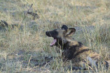 Afrika Afrika 'nın güneyindeki Kruger Ulusal Parkı' nda vahşi hayvanlar.