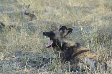 Kruger Ulusal Parkı 'ndaki sırtlan, Güney Afrika