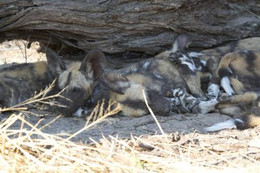 Ormandaki vahşi köpek