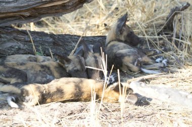 Sırtlan (crocuta crocuta), annesi olan küçük bir aile.