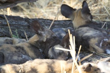 Ormandaki bir grup vahşi sırtlan