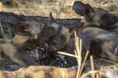 Siyah sırtlan vahşi doğada