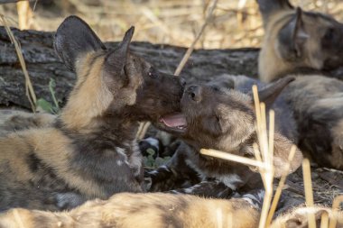 Siyah köpekli köpek.
