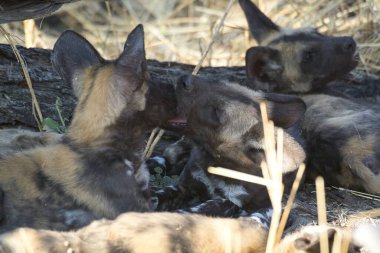 Köpek - siyah - beyaz - saçlı köpek, köpek, chihuahua