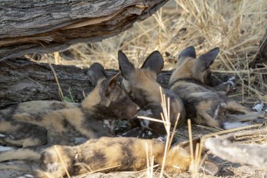 Doğal ortamdaki Vahşi Hayvanlar.