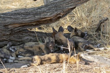Otların üzerinde küçük bir köpeği olan siyah bir köpek.