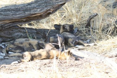Bir grup genç sırtlan köpeği parkta yerde dinleniyor.