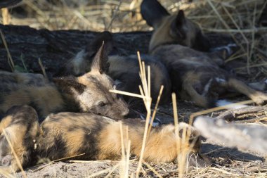 Milli parktaki vahşi sırtlan.