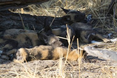 Çölde vahşi bir sırtlan, doğada Afrika